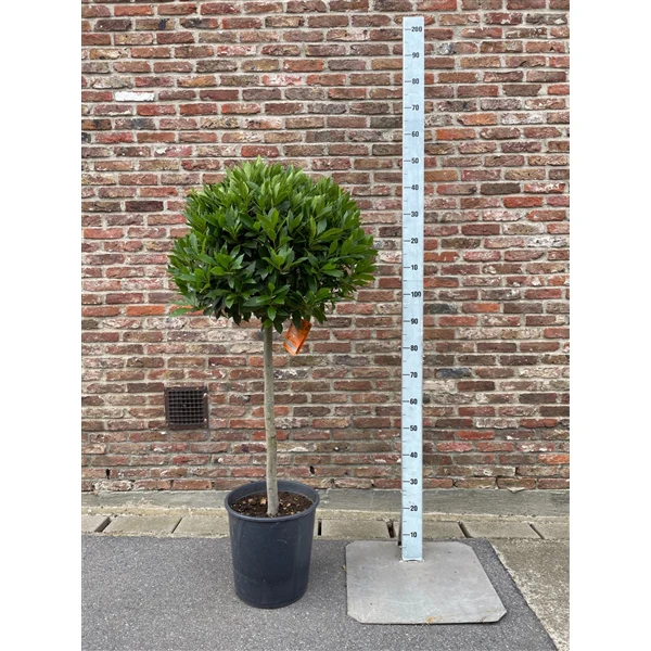 BAY Standard 3/4 SPIRAL STEM 60/65 P 30