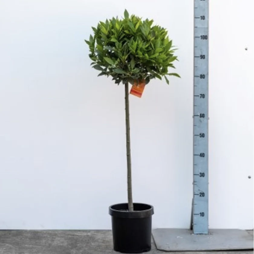 BAY Standard 1/2 STEM 35/40 P 20 - Image 2