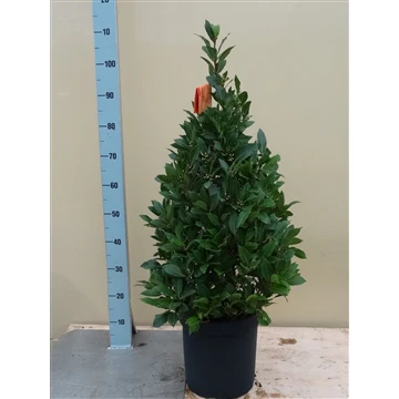 Bay Pyramid 110cm