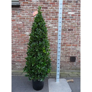BAY  PYRAMID 190 CM P 30