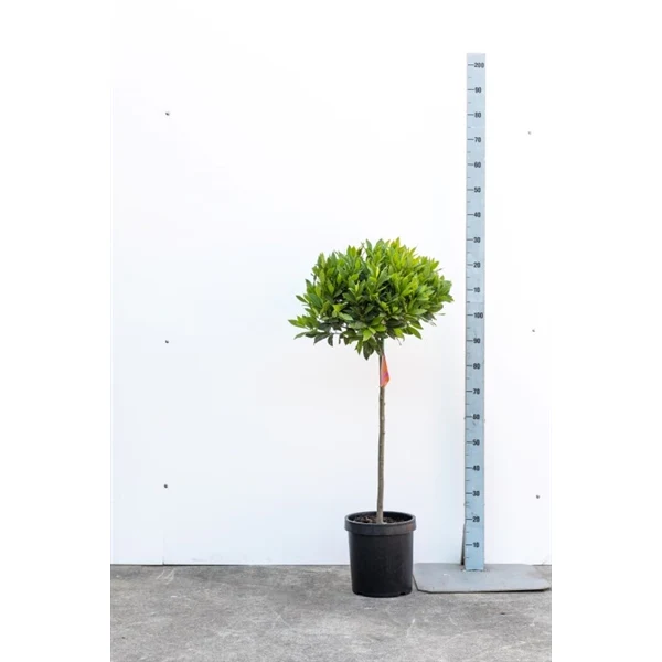 Bay Standard 1/2 Stem Crown 40/45cm Dia. Pot 25cm - Image 3