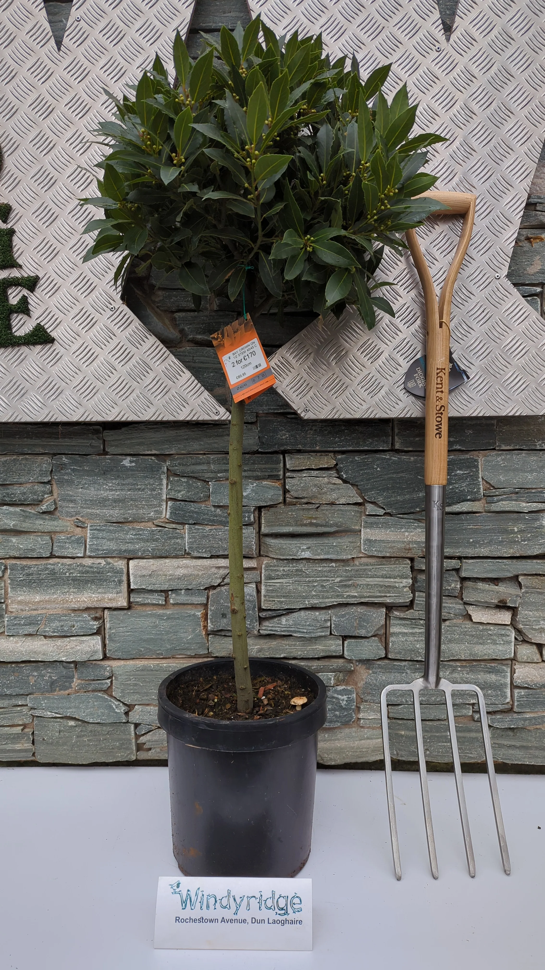 Bay Standard 1/2 Stem Crown 40/45cm Dia. Pot 25cm - Image 4