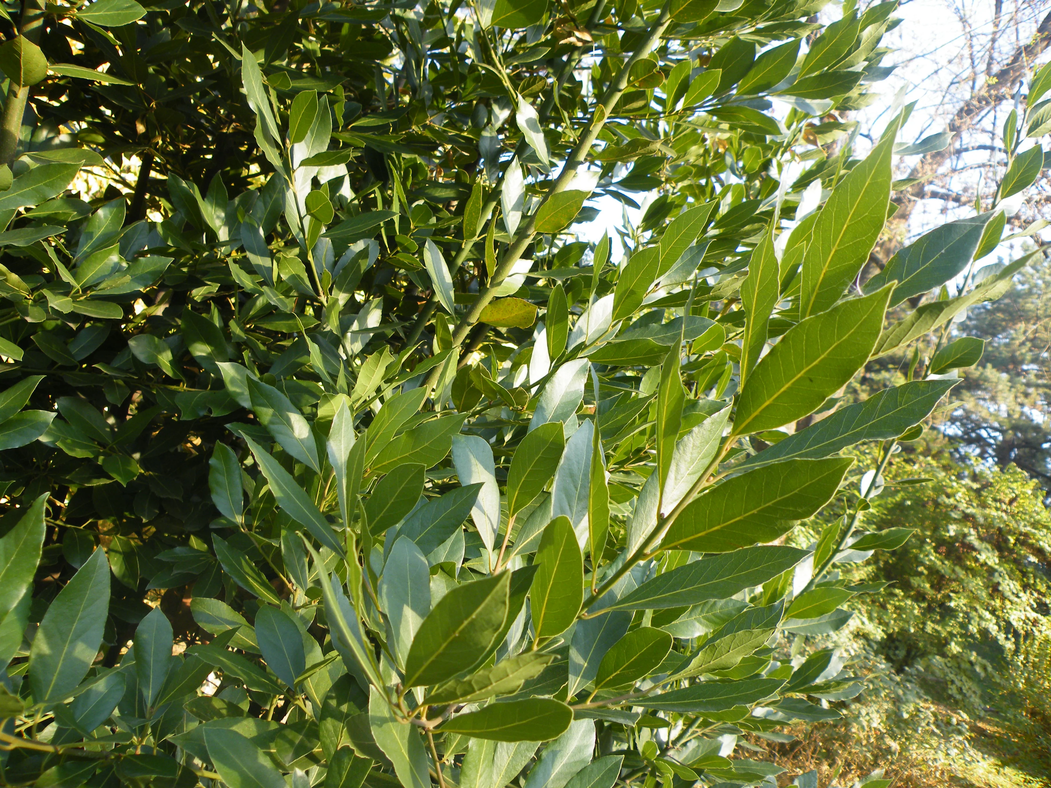 Bay Standard 25 head Laurus nobilis - Image 2