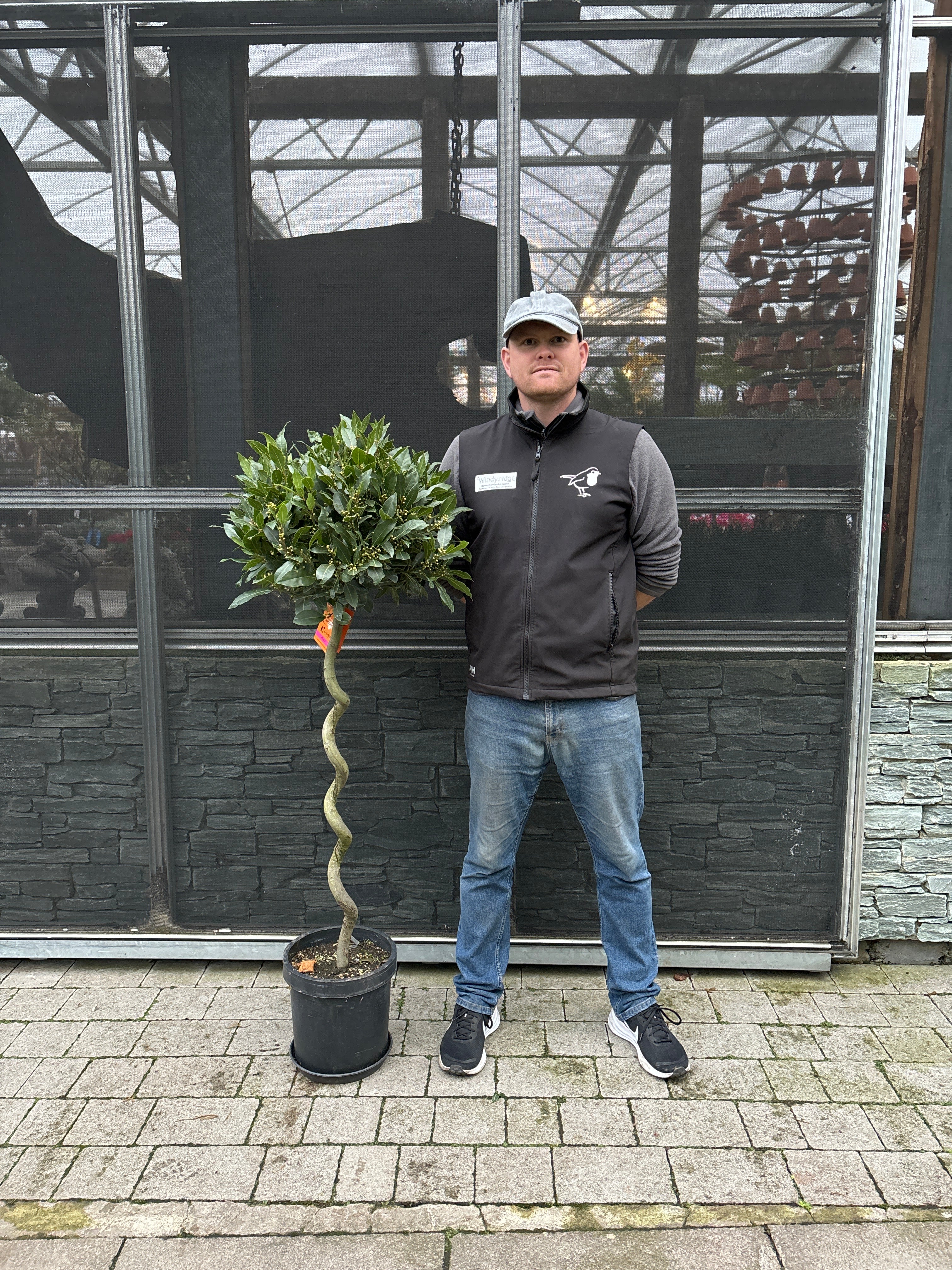 Bay Standard 3/4 SPIRAL Stem Crown 45/50cm Pot 25cm - Image 2