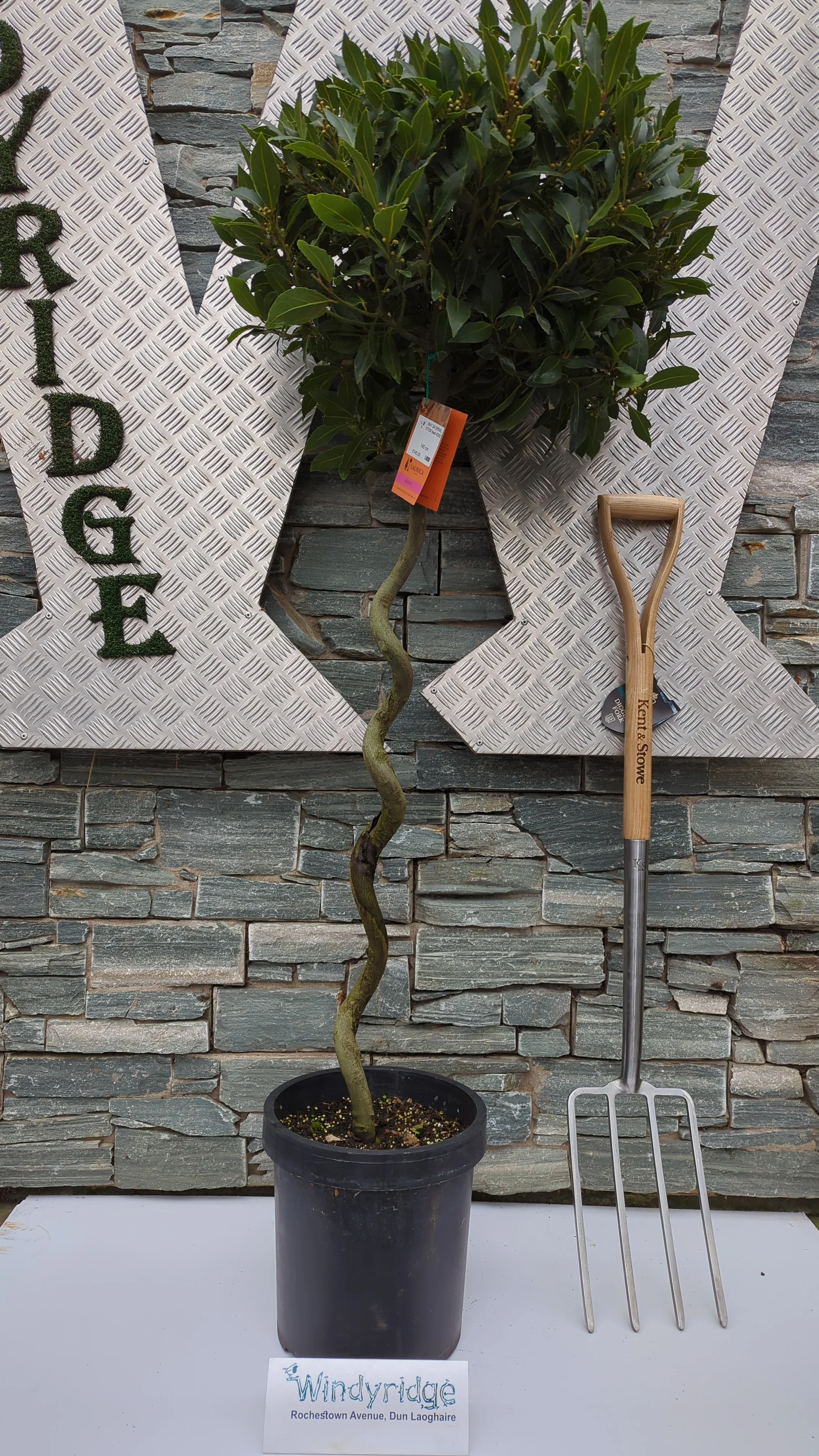 Bay Standard 3/4 SPIRAL Stem Crown 45/50cm Pot 25cm - Image 3