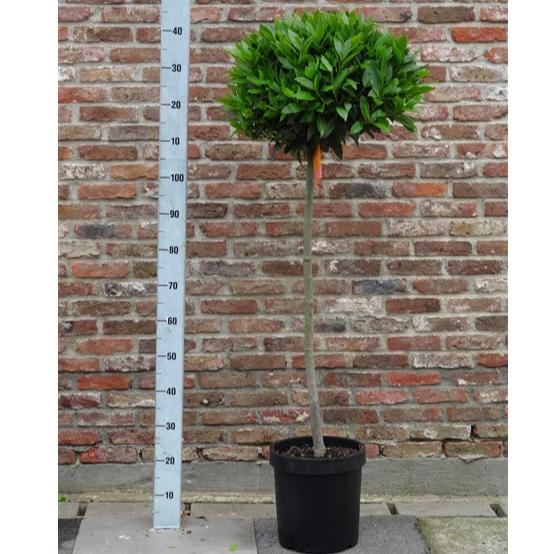 Bay Standard 3/4 Stem Crown on 40/45cm Dia. Pot 25cm - Image 2