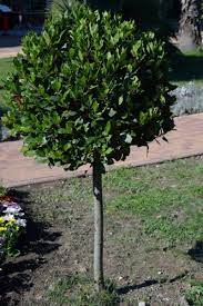 Bay Standard 3/4 Stem Crown on 40/45cm Dia. Pot 25cm - Image 3