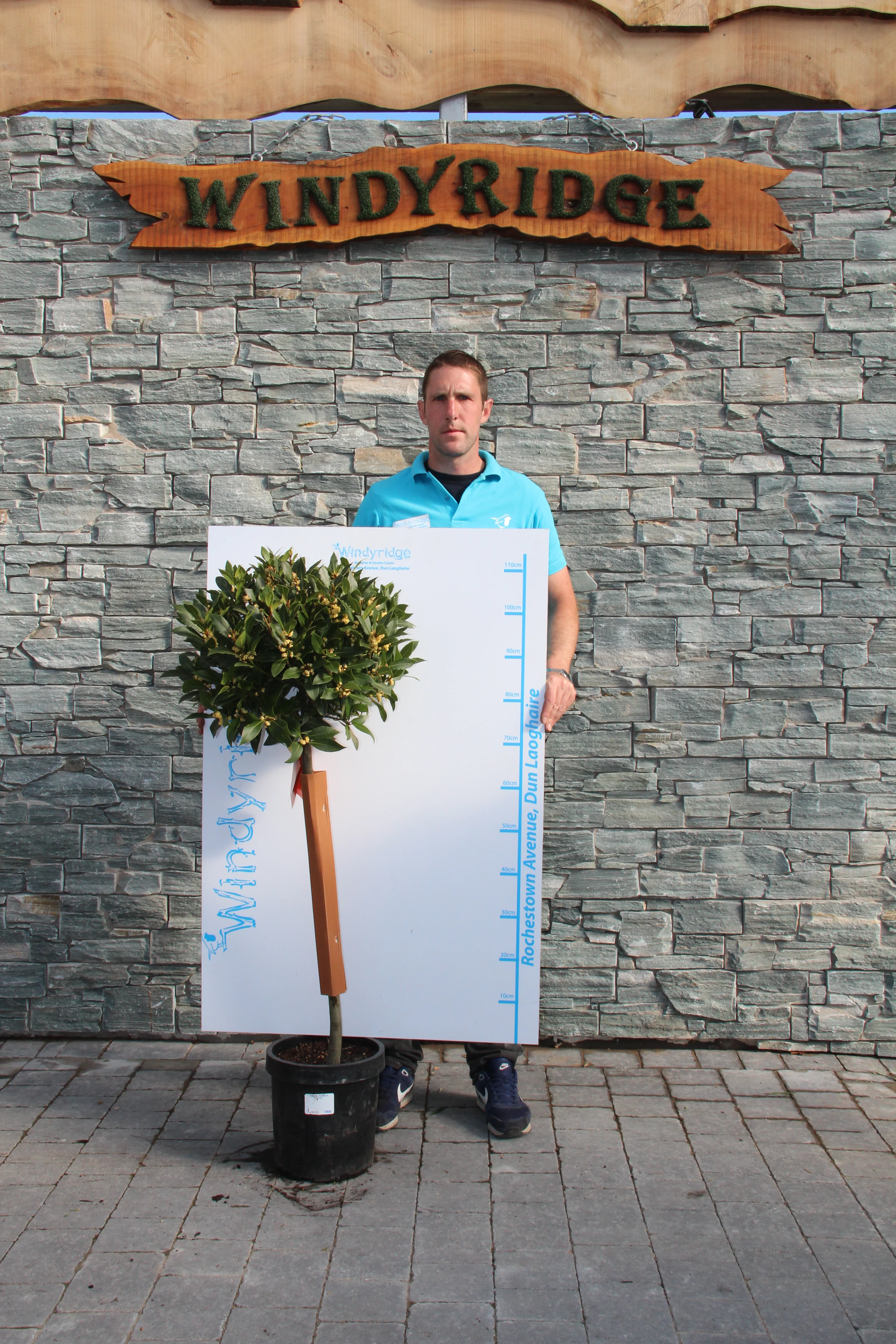 Bay Standard 3/4 Stem Crown on 40/45cm Dia. Pot 25cm - Image 4