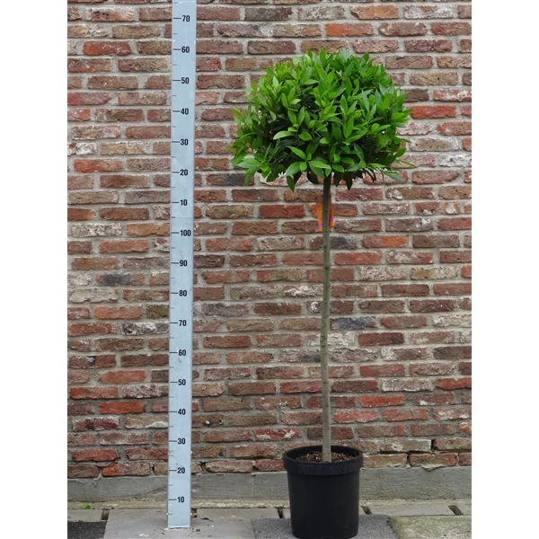 Bay Standard 4/4 Stem Crown 45/50cm Dia. Pot 25 - Image 2
