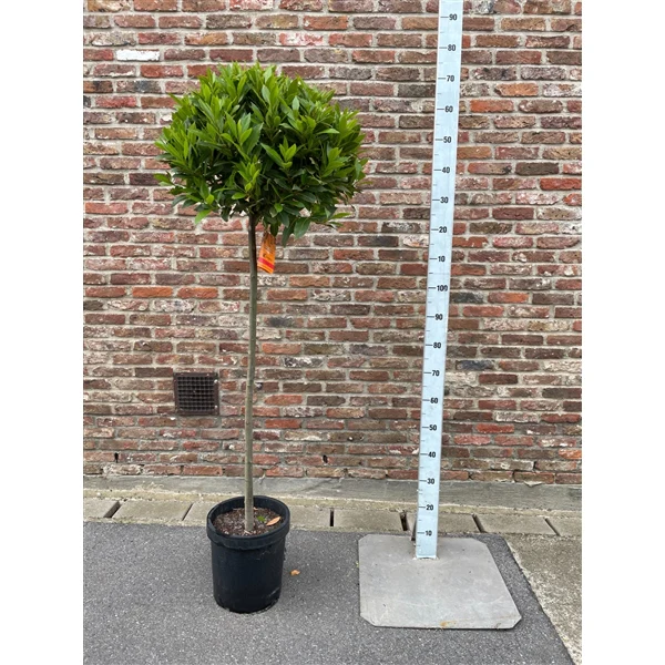 Bay Standard 4/4 Stem Crown 50/55 Pot 25cm - Image 3