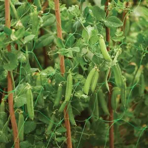 BEAN & PEA SUPPORT NET 4X2M - Image 3