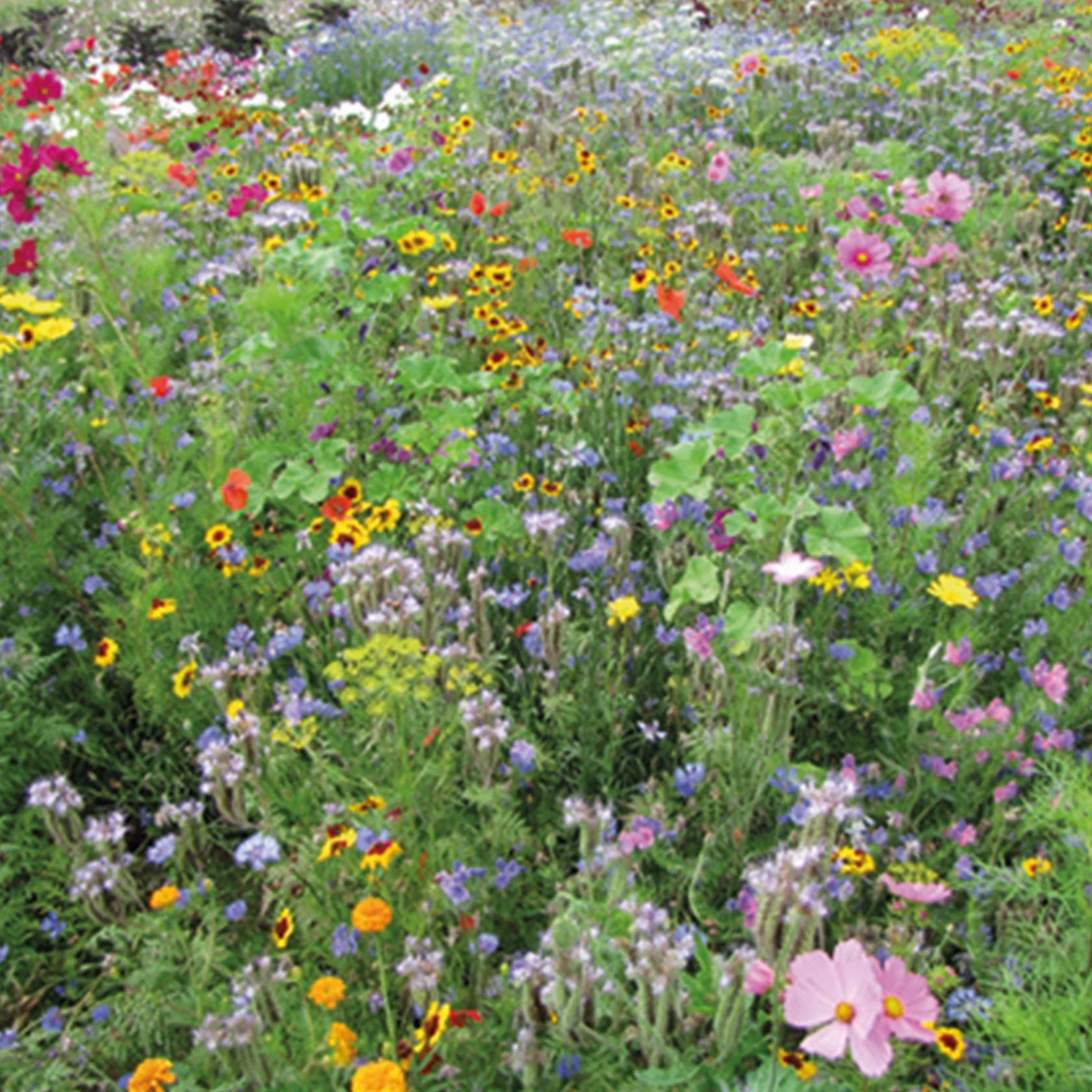Bee Mix - Image 3
