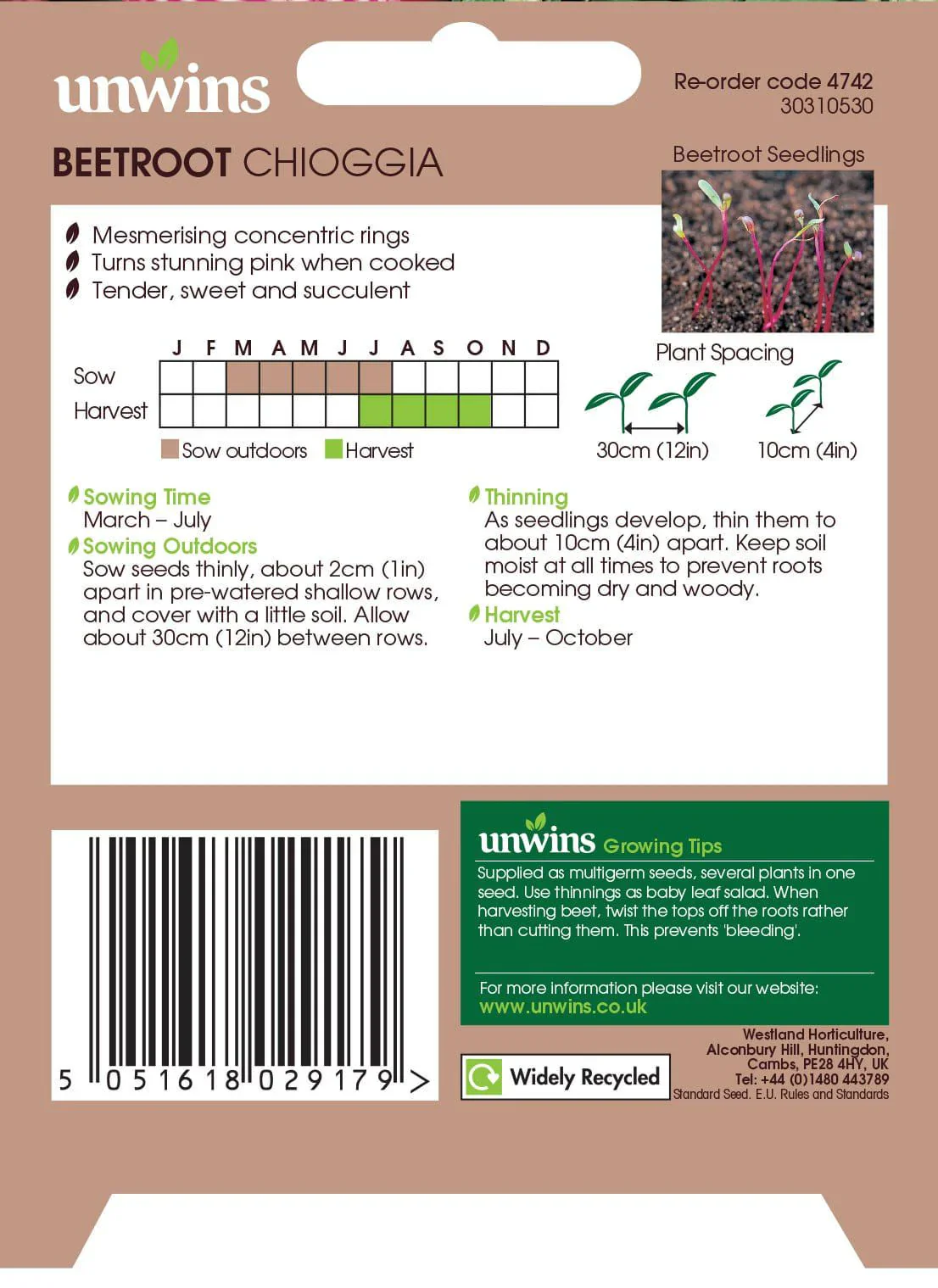 Beetroot Chioggia - Image 2