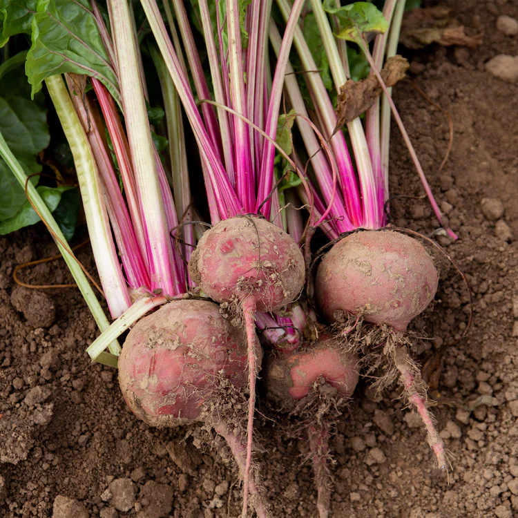 Beetroot Chioggia - Image 3