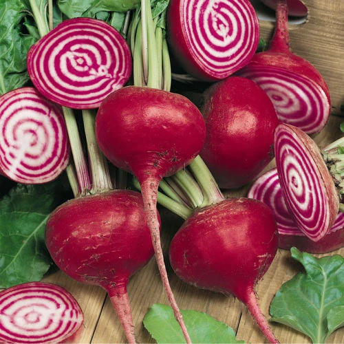 Beetroot Chioggia - Image 4