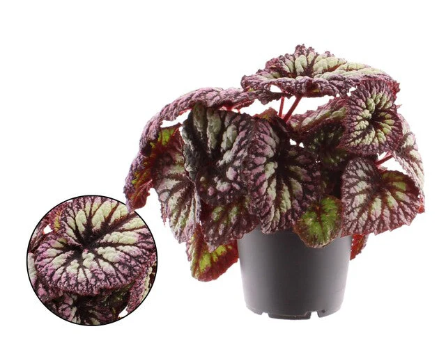 Begonia BD 'MagicColours Jive' Jive