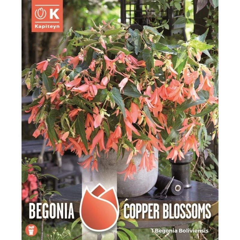 BEGONIA BOLIVIENSIS COPPER BLOSSOMS