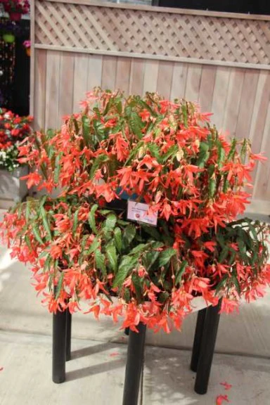 BEGONIA BOLIVIENSIS COPPER BLOSSOMS - Image 2