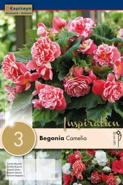 BEGONIA CAMELIA 3