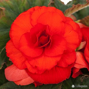 Begonia Double Red