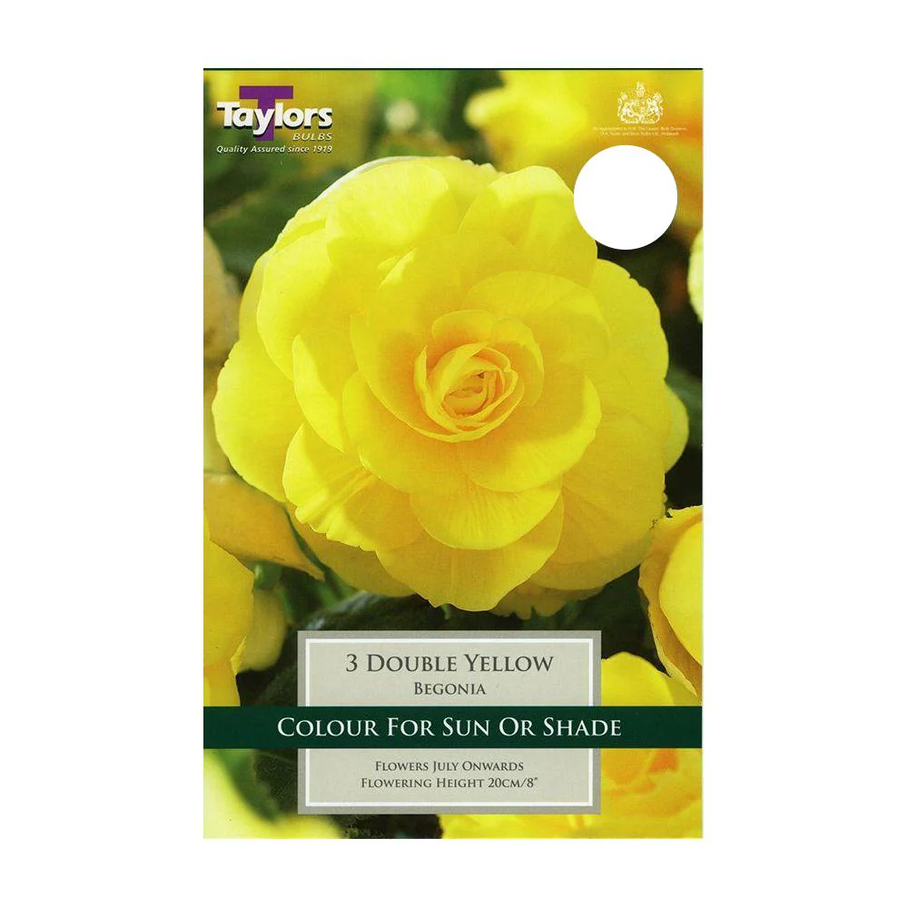 Begonia Double Yellow - Image 2