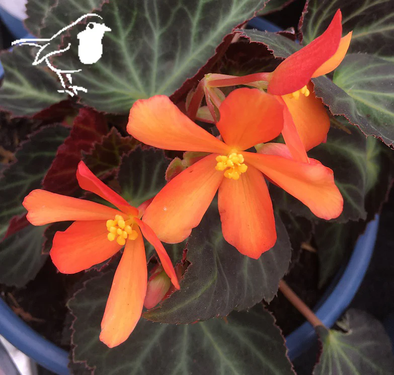 BEGONIA GLOWING EMBERS - Image 2