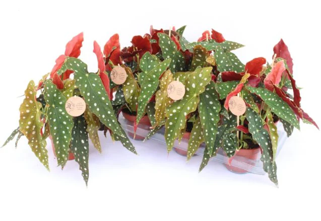 Begonia Maculata  P14