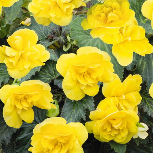 Begonia Nonstop Yellow or Red  1 Ltr