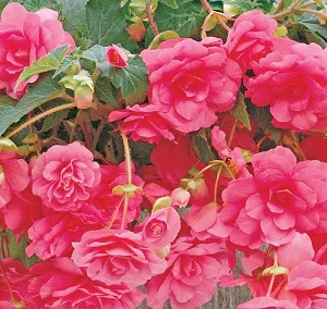 BEGONIA PINK PENDULA loose