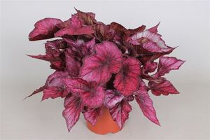 Begonia rex Ica