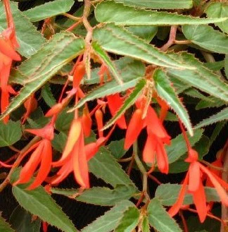 Begonia tub. Bonfire - Image 2