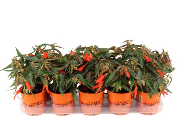 Begonia tub. Bonfire - Image 3