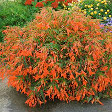 Begonia tub. Bonfire  P23, hanging pot