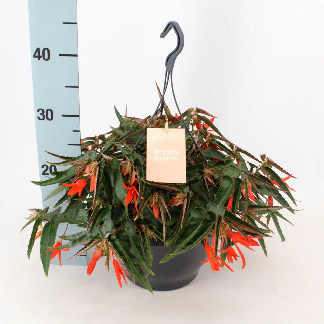 Begonia tub. Bonfire  P23, hanging pot - Image 2