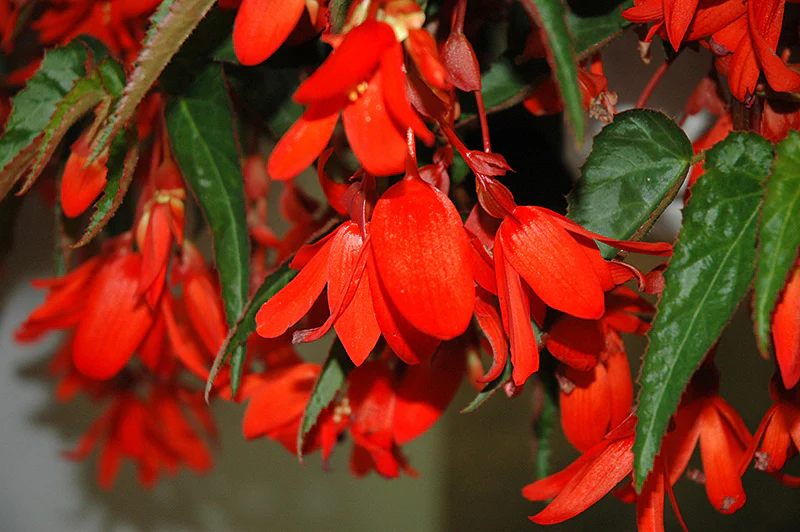Begonia Waterfall