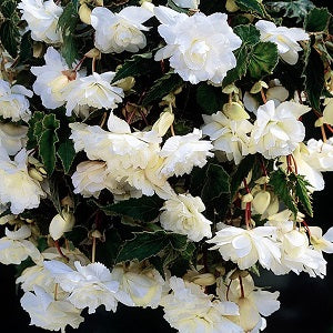 BEGONIA WHITE PENDULA loose