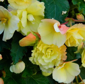 BEGONIA YELLOW PENDULA loose