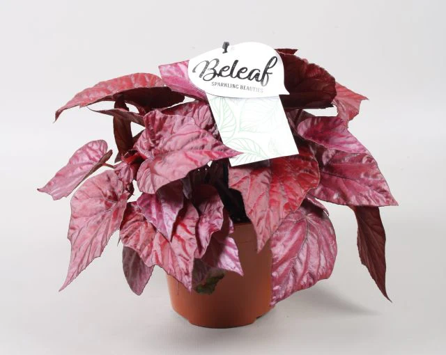 Begonia(Beleaf) Inca Flame  P17