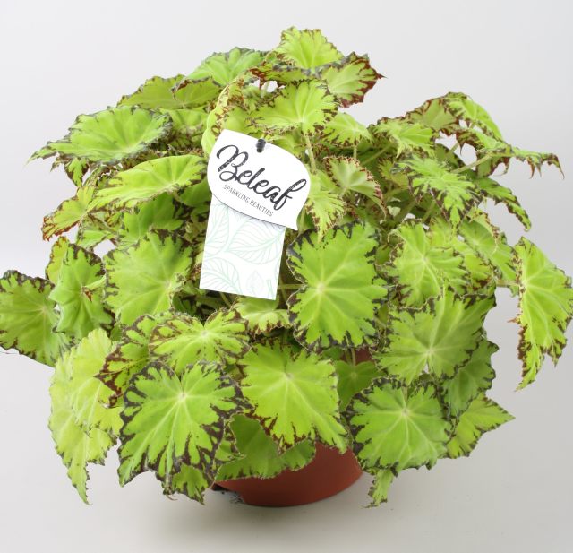 Begonia(Beleaf) Lima Love  P12