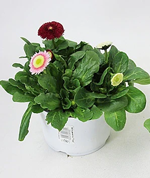 Bellis Perennis Trios