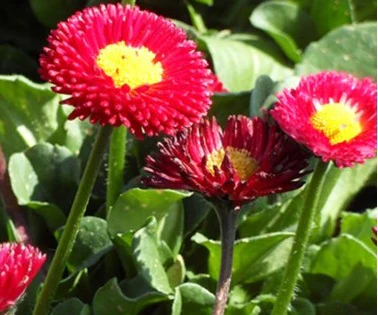 Bellis red