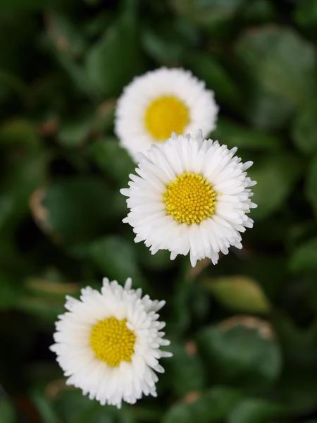 Bellis white