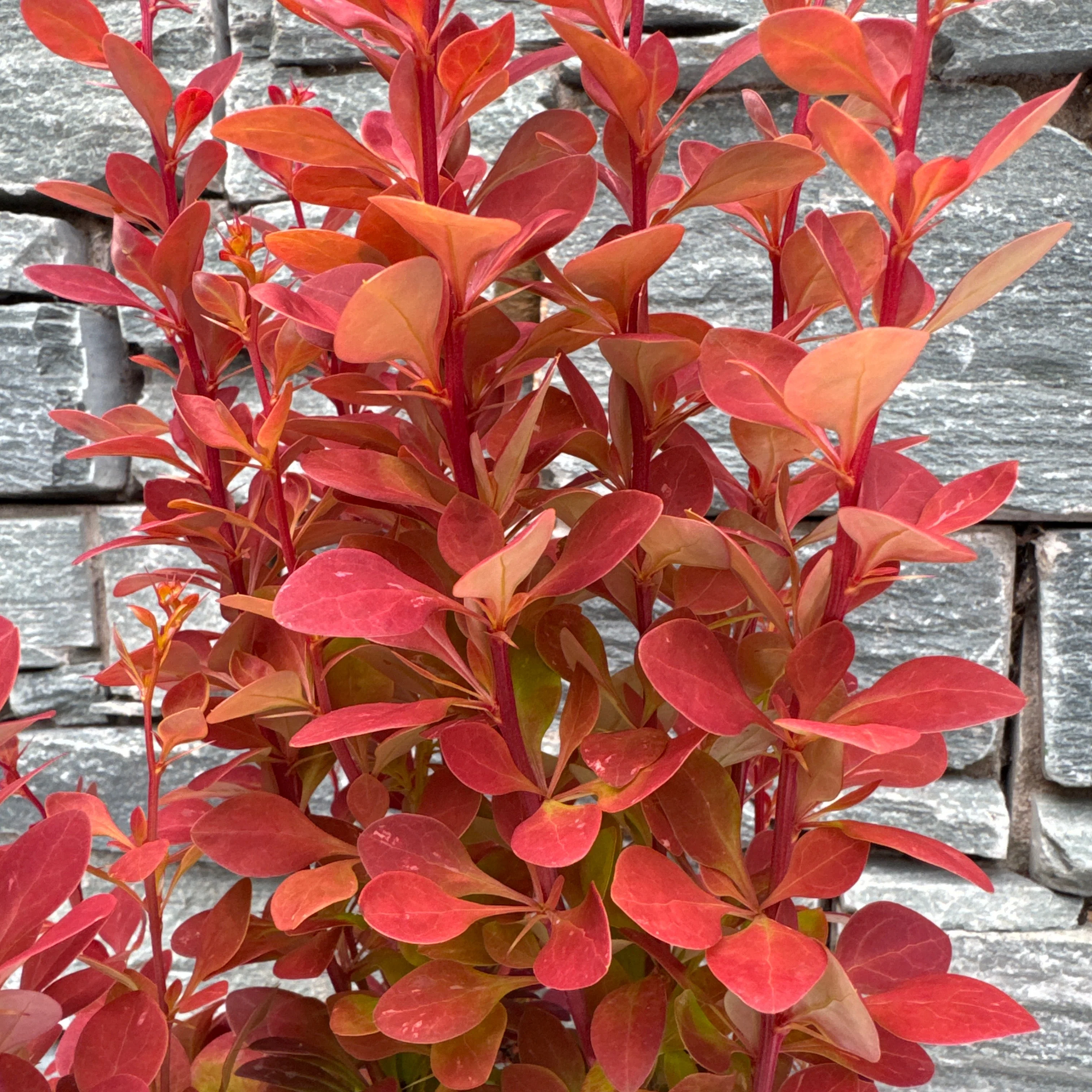 BERBERIS thun. Chiquita - Image 2