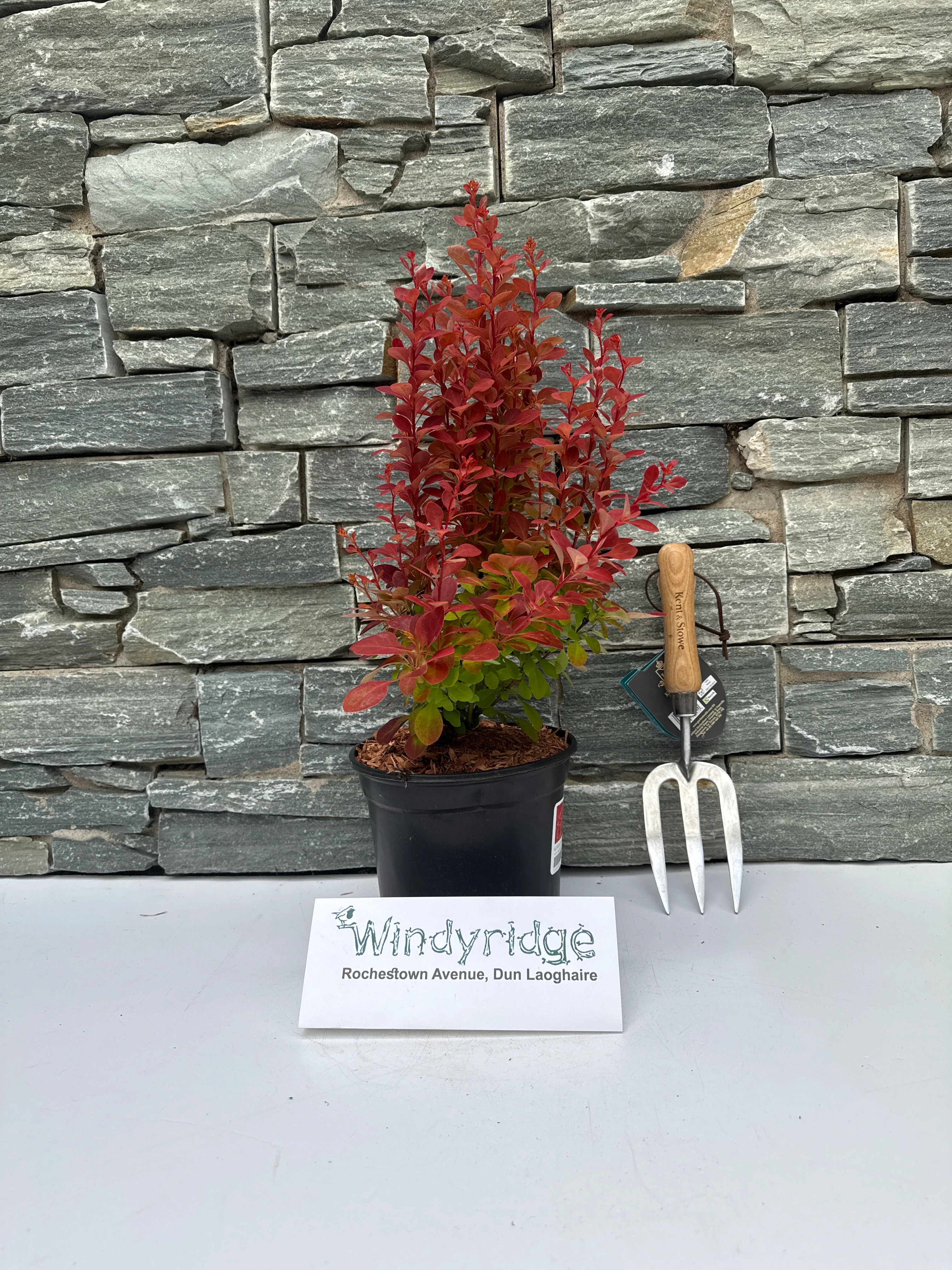 BERBERIS thun. Chiquita - Image 3