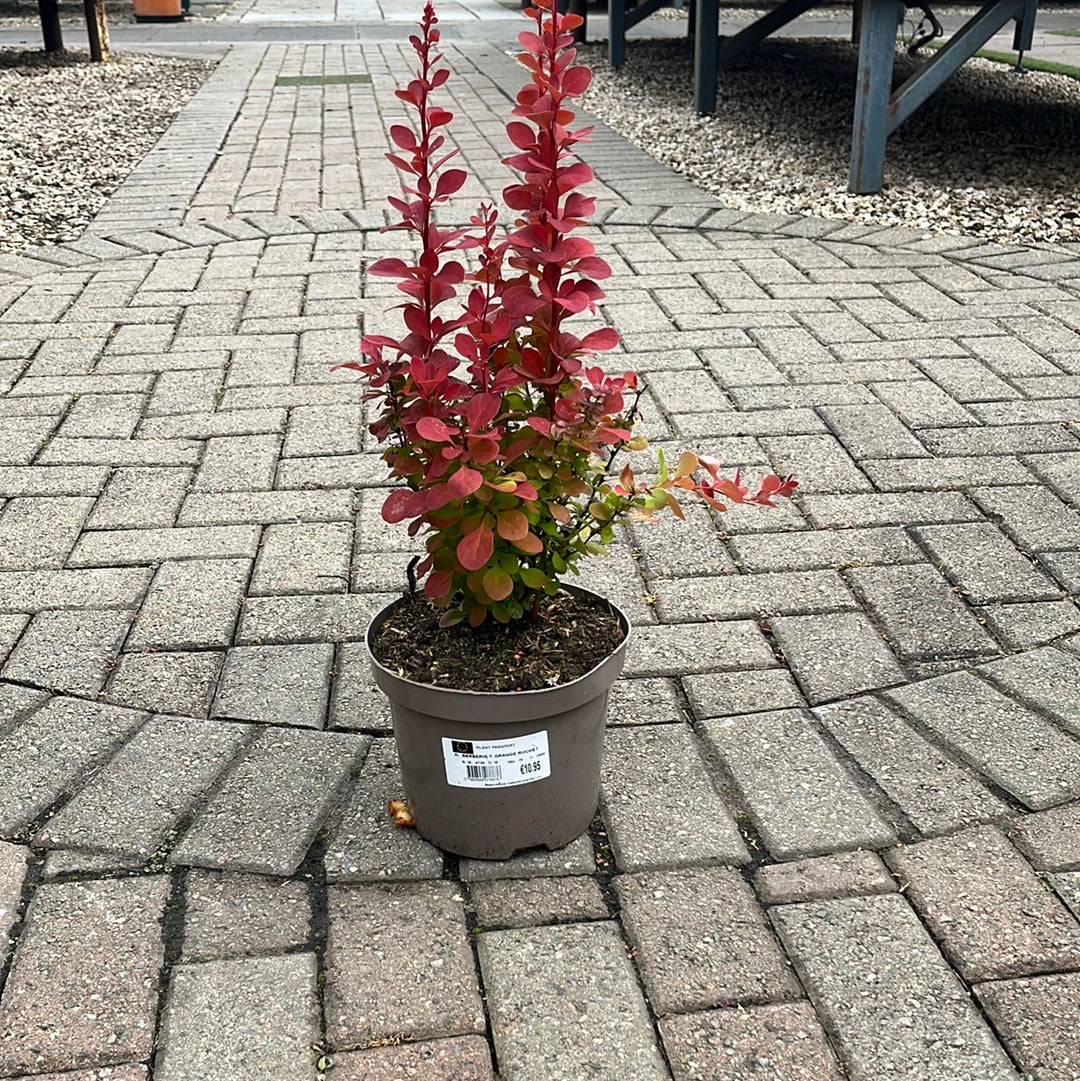 BERBERIS T. ORANGE ROCKET - Image 3
