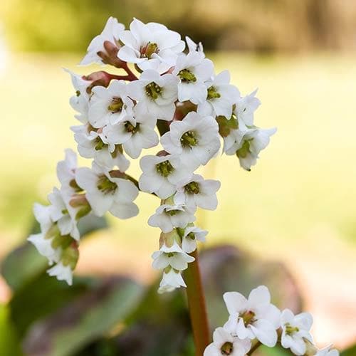 Bergenia Bressingham White - Image 2