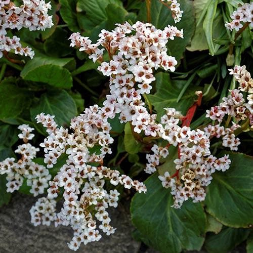 Bergenia Bressingham White - Image 3