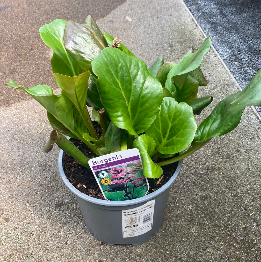 Bergenia Cordifolia - Image 2