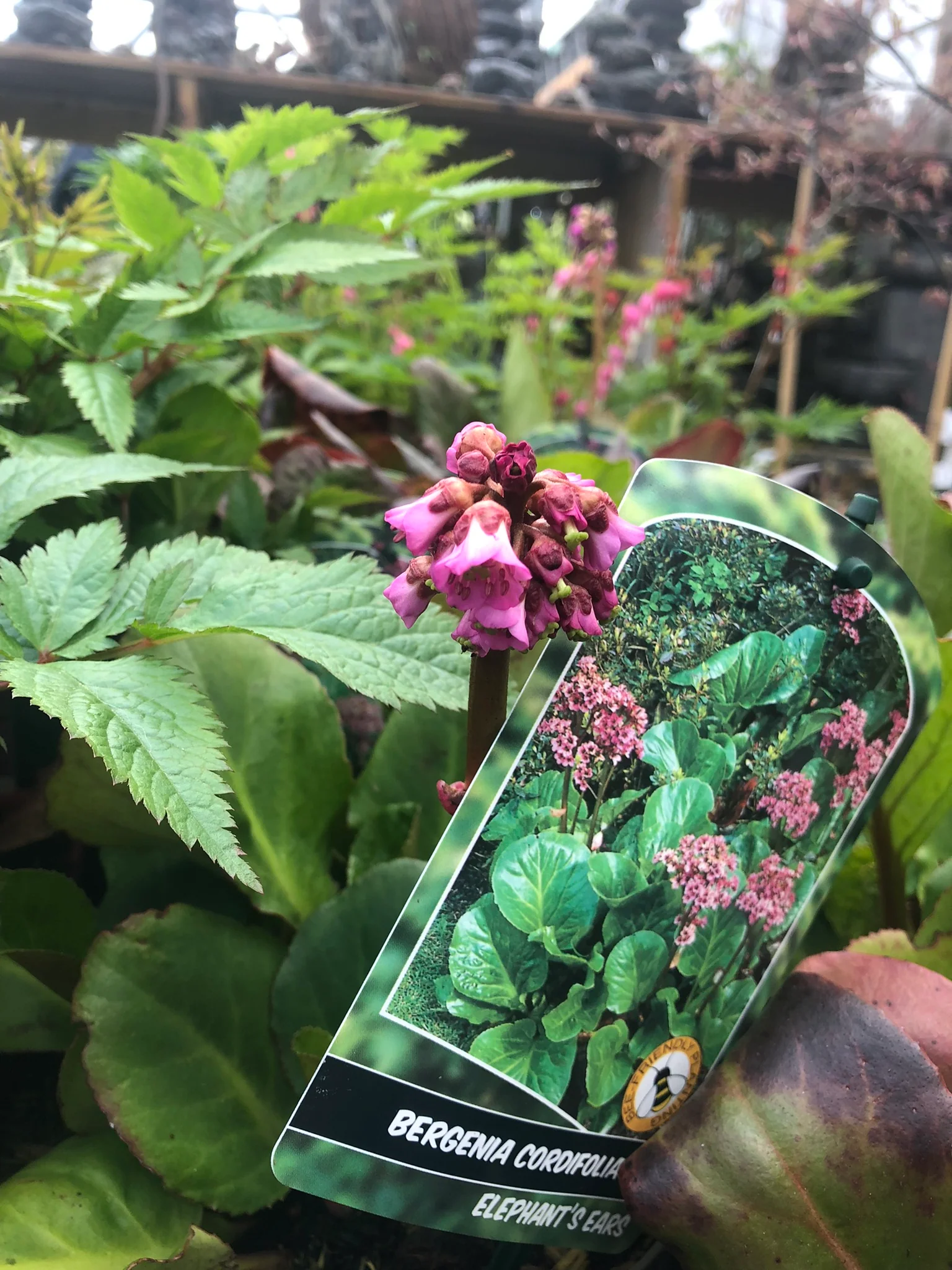 BERGENIA CORDIFOLIA