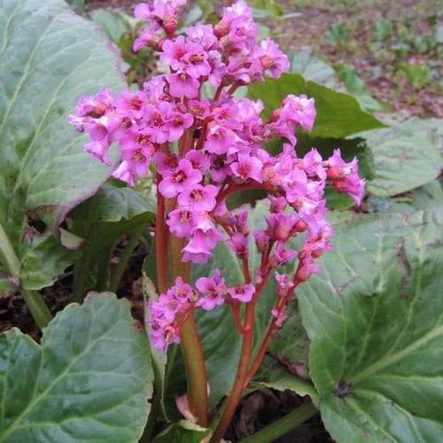 BERGENIA CORDIFOLIA - Image 2